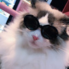 Pet Dog Cat Multi-color Sunglasses Cool Handsome Accessories - Image 8