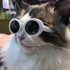 Pet Dog Cat Multi-color Sunglasses Cool Handsome Accessories - Image 6